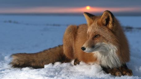 Red Fox in Winter Wonderland wallpaper