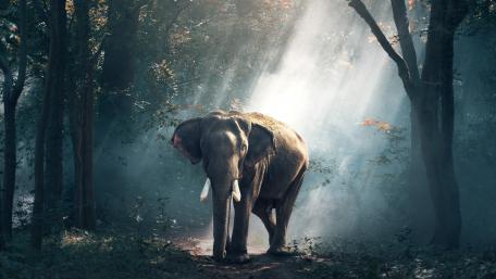 Majestic Elephant in Sunlit Forest wallpaper