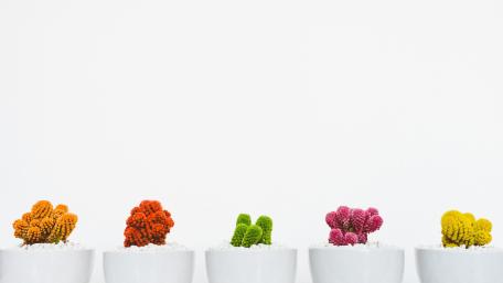 Five Assorted-color Cacti wallpaper