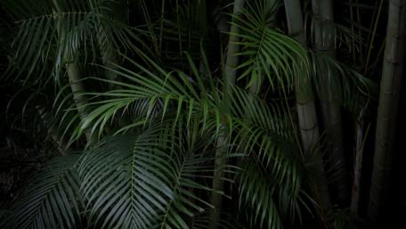 Tropical Serenity Lush Jungle Palms 4K Wallpaper wallpaper