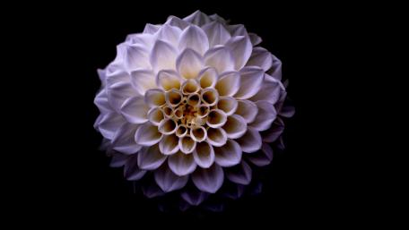 Elegant Dahlia Blossom on Dark Background wallpaper