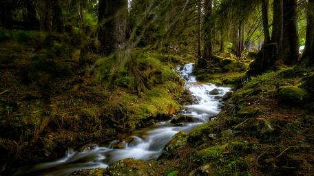 Tranquil Forest Brook in Spring Splendor wallpaper