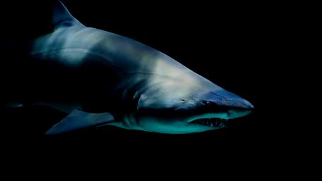 Majestic Shark in the Deep Sea wallpaper