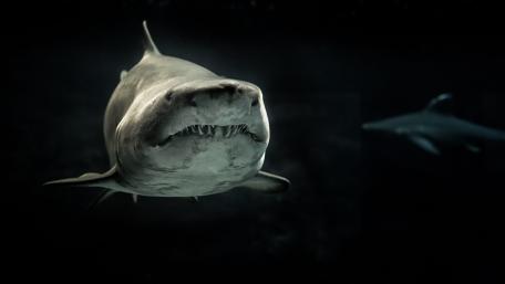 Grey Shark wallpaper