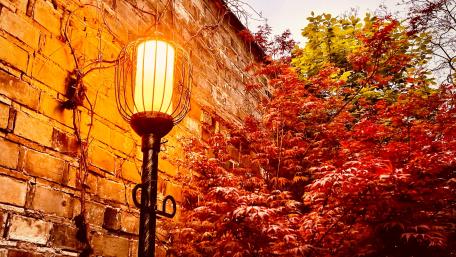 Late in autunm. wallpaper
