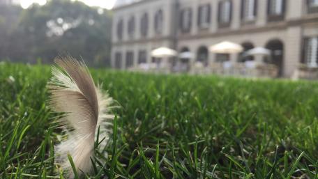 Feather wallpaper