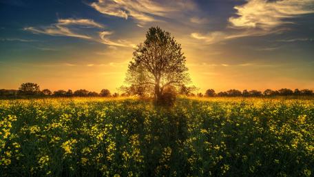 Lone Tree at Sunset Over a Golden Field wallpaper