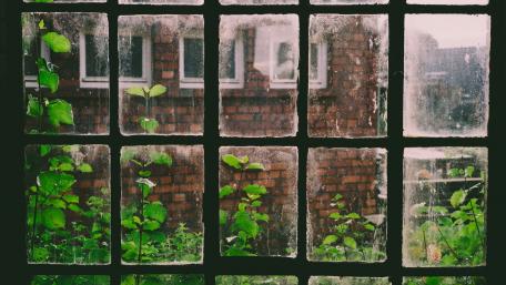 Natures Window wallpaper