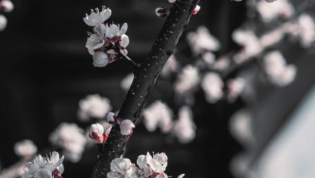 Peach blossom wallpaper