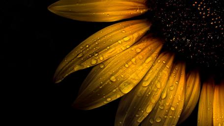 Sunflower wallpaper
