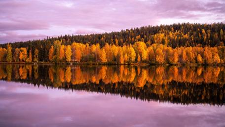 Yellow green orange autumn trees forest under light purple sky wallpaper