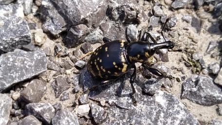 Intriguing Black and Gold Beetle Wallpaper wallpaper