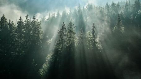 Dramatic Sunbeams Cutting Through Forest Mist wallpaper
