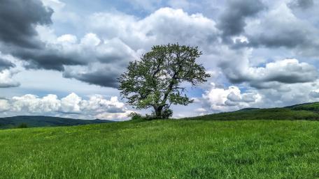 Serene Solitude in Nature's Embrace wallpaper