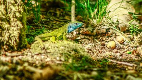 Vibrant Lizard in a Natural Habitat wallpaper