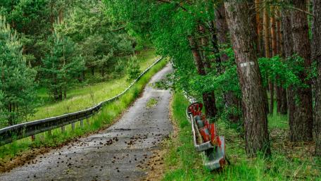 Serene Forest Road Surrounded by Lush Greenery wallpaper