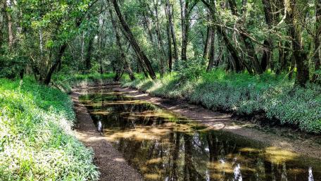Tranquil Forest Stream Scene wallpaper