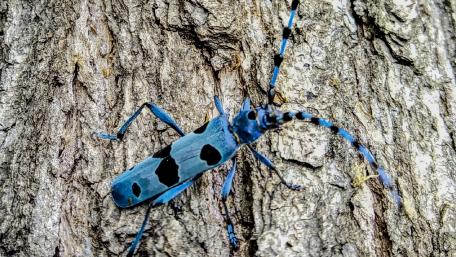 Vibrant Blue Bug on Tree Bark Highlighting Nature's Beauty wallpaper
