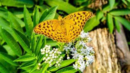 Golden Butterfly Among Lush Greenery wallpaper