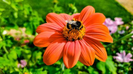 Buzzing Beauty on a Vibrant Flower wallpaper