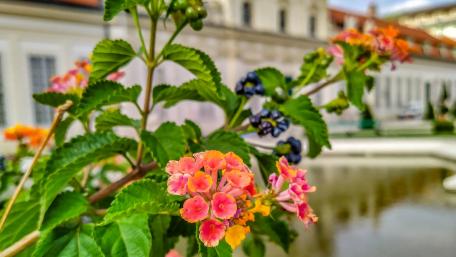 Vibrant Flowers Embracing Nature's Beauty wallpaper