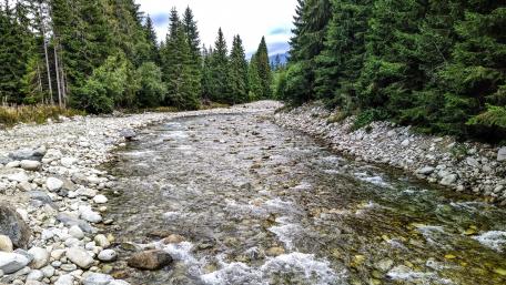 Serene Riverbed in Tranquil Forest Scene wallpaper