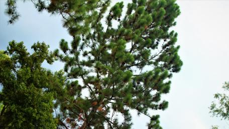 Majestic Pine Tree in Lush Greenery wallpaper