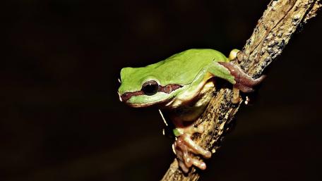 Green Frog perched gracefully on a twig in the dark wallpaper