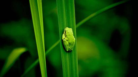 Vibrant Green Frog Among Lush Greens wallpaper