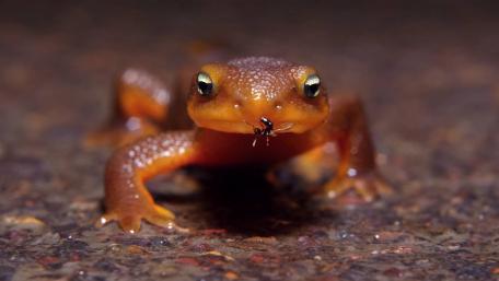 Vibrant Orange Frog Ready to Catch Its Prey wallpaper