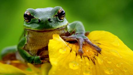 Green Frog on Vibrant Yellow Flower Petal wallpaper