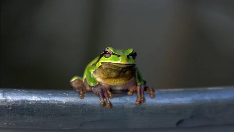 Charming Green Frog on a Metal Rail wallpaper