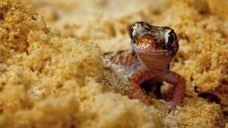 Lively Lizard Among the Sand wallpaper