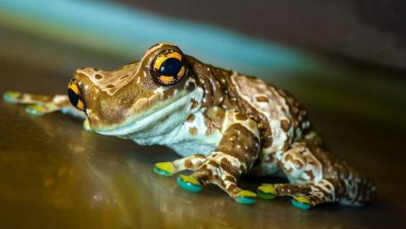 Elegant Frog on a Glossy Surface wallpaper