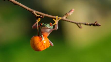 Playful Frog with Apple on a Twig wallpaper
