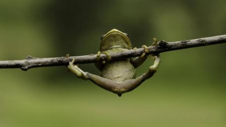 Funny Frog Balancing on a Twig wallpaper