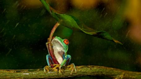 Charming Frog Enjoying Rainy Day Fun wallpaper