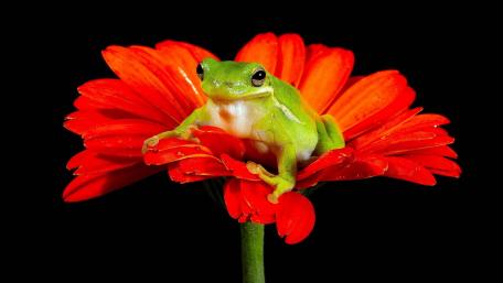 Vibrant Frog on Red Flower Wallpaper wallpaper