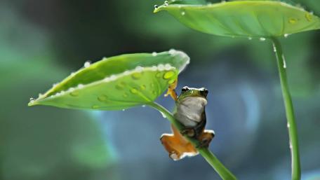 Charming Frog Among Dewy Green Leaves wallpaper