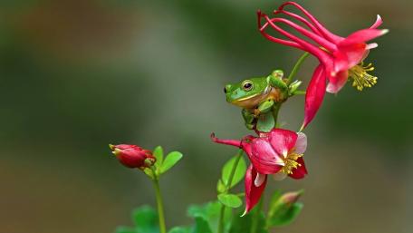 Green Frog Resting Among Vibrant Flowers wallpaper