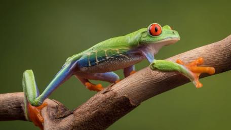 Vibrant Frog Perched on a Twig wallpaper