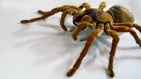 Tarantula spider wallpaper