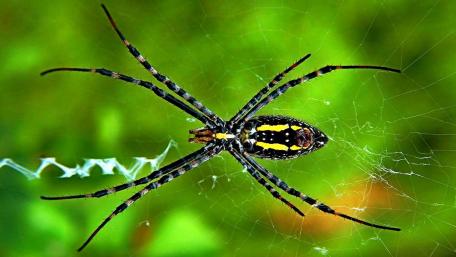 Nature's Intricate Web Design wallpaper
