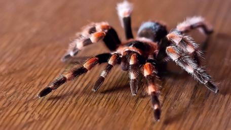 Tarantula Close-Up Showcase of Nature's Intricate Details wallpaper