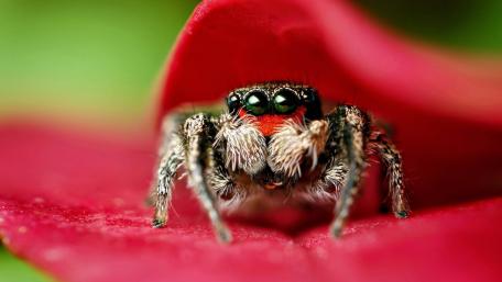 Intricate Spider Close-Up Wallpaper wallpaper