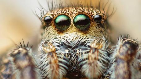 Intricate Beauty of a Spider's World wallpaper