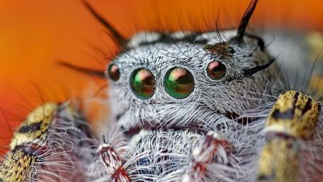 Intricate Spider Eyes Captured in Stunning Detail wallpaper