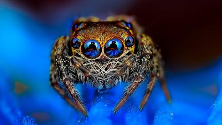 Captivating Spider in Blue Reflection wallpaper