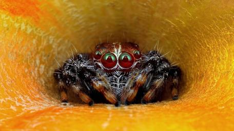 Vivid Yellow Spider Close-Up Wallpaper wallpaper