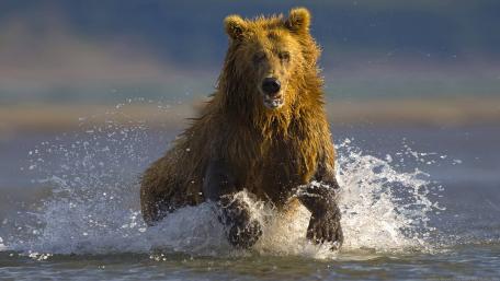 Brown Bear Splashing in Water Fun Moments wallpaper